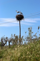White storks (Ciconia ciconia) build huge nests of twigs to hold their clutch of four eggs.