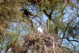A fledgling Little Egret in the nest.