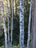 Along the trails at Sarabråten, informative labels help identify tree species. The birches on the left sport the smooth, horizontally striped bark of the Dunbjørk (Betula pubescens). In English we call it a White Birch or Moor Birch. The blotchy trunks on the right belong to the Hengebjørk (Betula verrucosa), or Hanging Birch, so called because the new growth at the end of its branches droops downward.